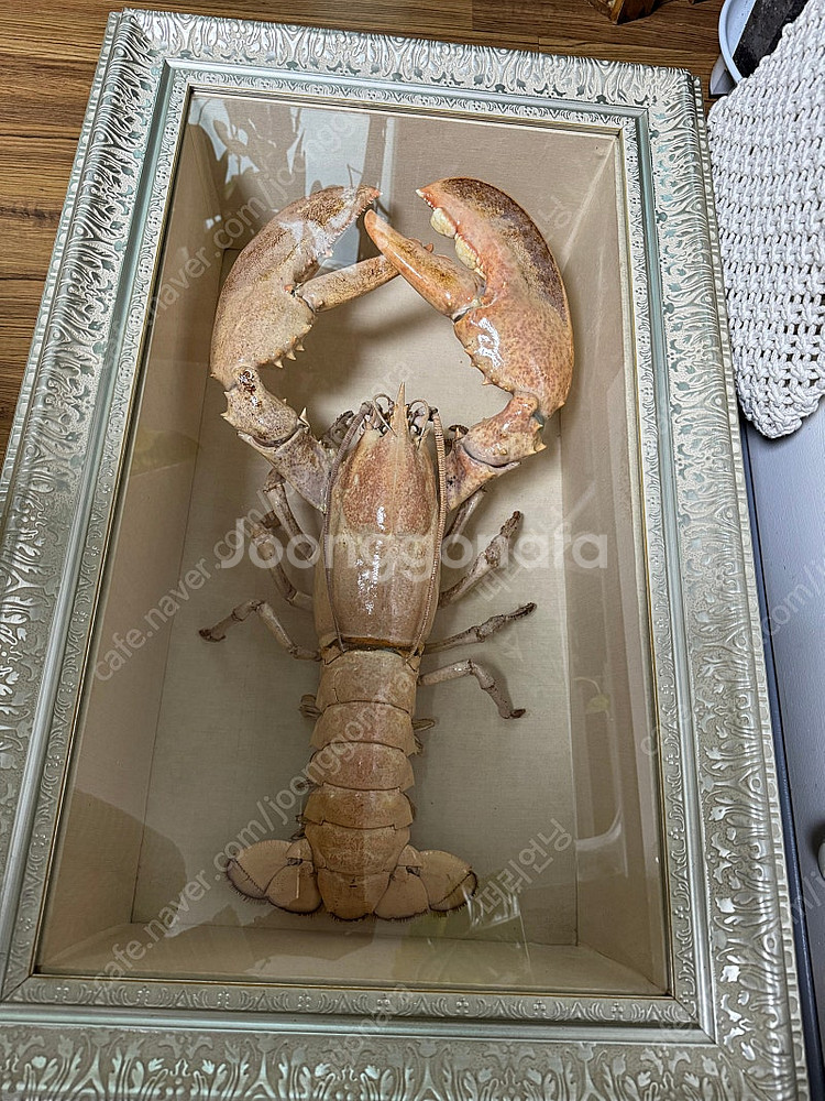 바닷가재 (랍스터) 박제 표본--3