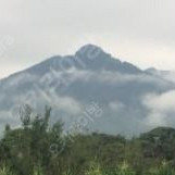 "반송,특수목,조형목" 팔아요! 많은 관심 부탁드립니다. (생산지: 전라남도 구례)