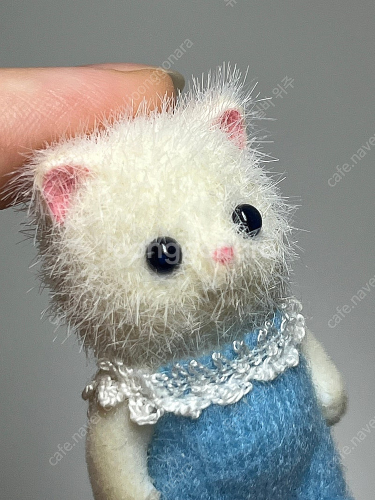실바니안 올드 파란눈 페르시안 고양이 직립--0