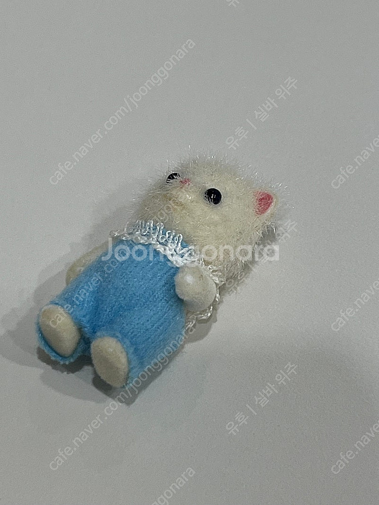 실바니안 올드 파란눈 페르시안 고양이 직립--3