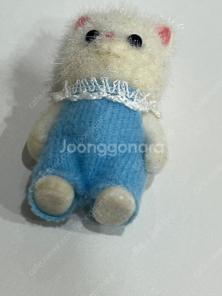실바니안 올드 파란눈 페르시안 고양이 직립--5