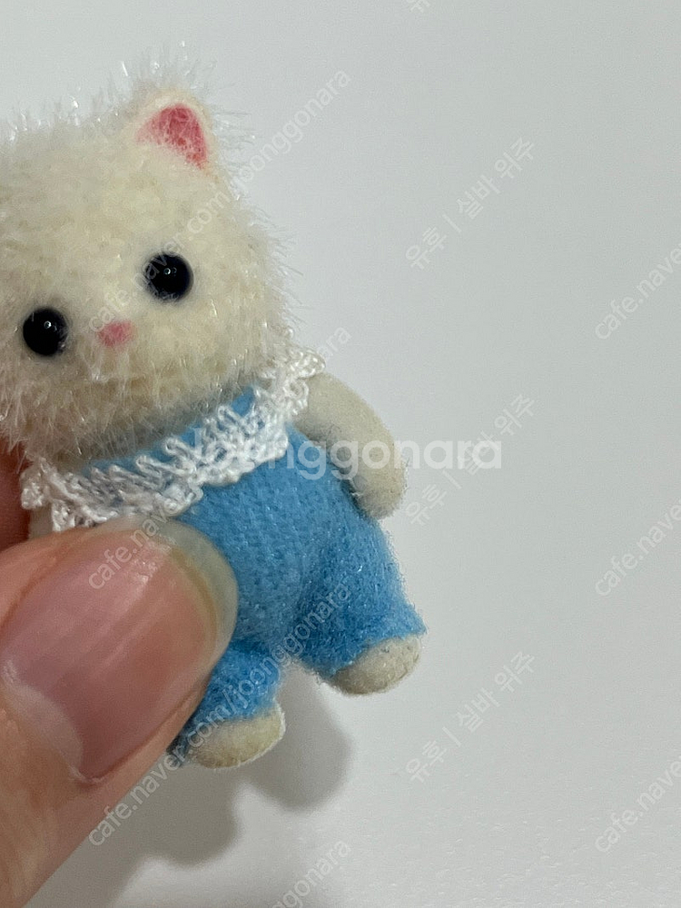실바니안 올드 파란눈 페르시안 고양이 직립--7