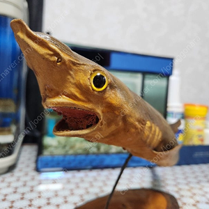 상어박제 판매해요~