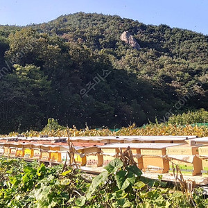 양봉 분양 합니다(경북 군위군)