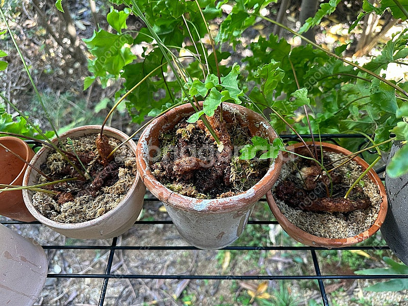 대왕프릴고사리(만다이아넘)--1