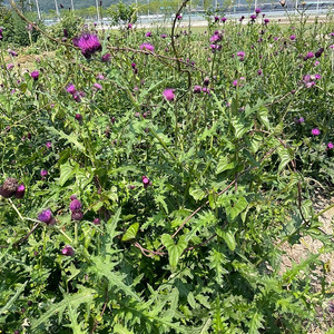 토종 야생엉겅퀴즙/엉겅퀴진액/뿌리,줄기,잎,꽃잎까지 모두 사용/토종엉겅퀴즙