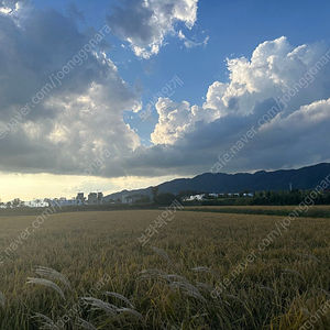 경주국제마라톤 경주동마 10km 남자 양도합니다