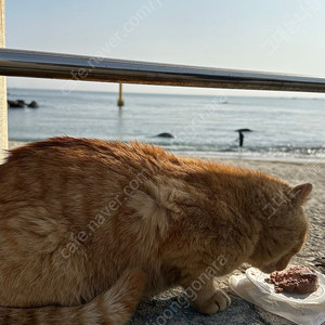 야놀자47,000원 80퍼구해요