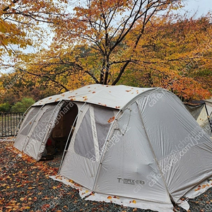 제드 티맥스 리미티드 에디션(샴페인골드)