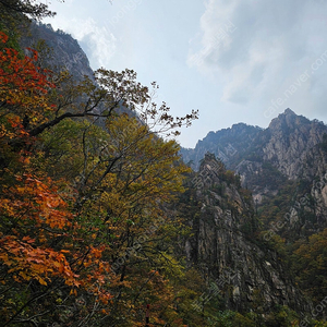 발란드레 바핀