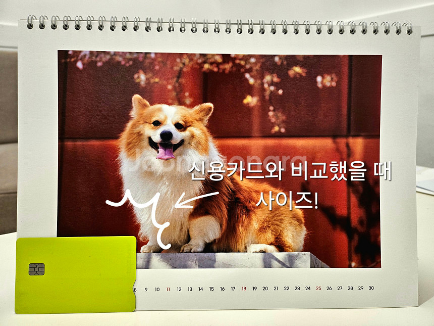제라늄 제우스의꽂 갈리나울라노바 에바플라이--4