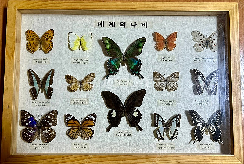 세계의 나비 박제 액자--0