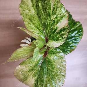 베고니아 바리게이타 핑크 Begonia sp Variegated Pink (안스리움 X)