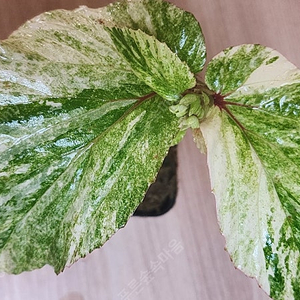 베고니아 바리게이타 핑크 Begonia sp Variegated Pink (안스리움 X)