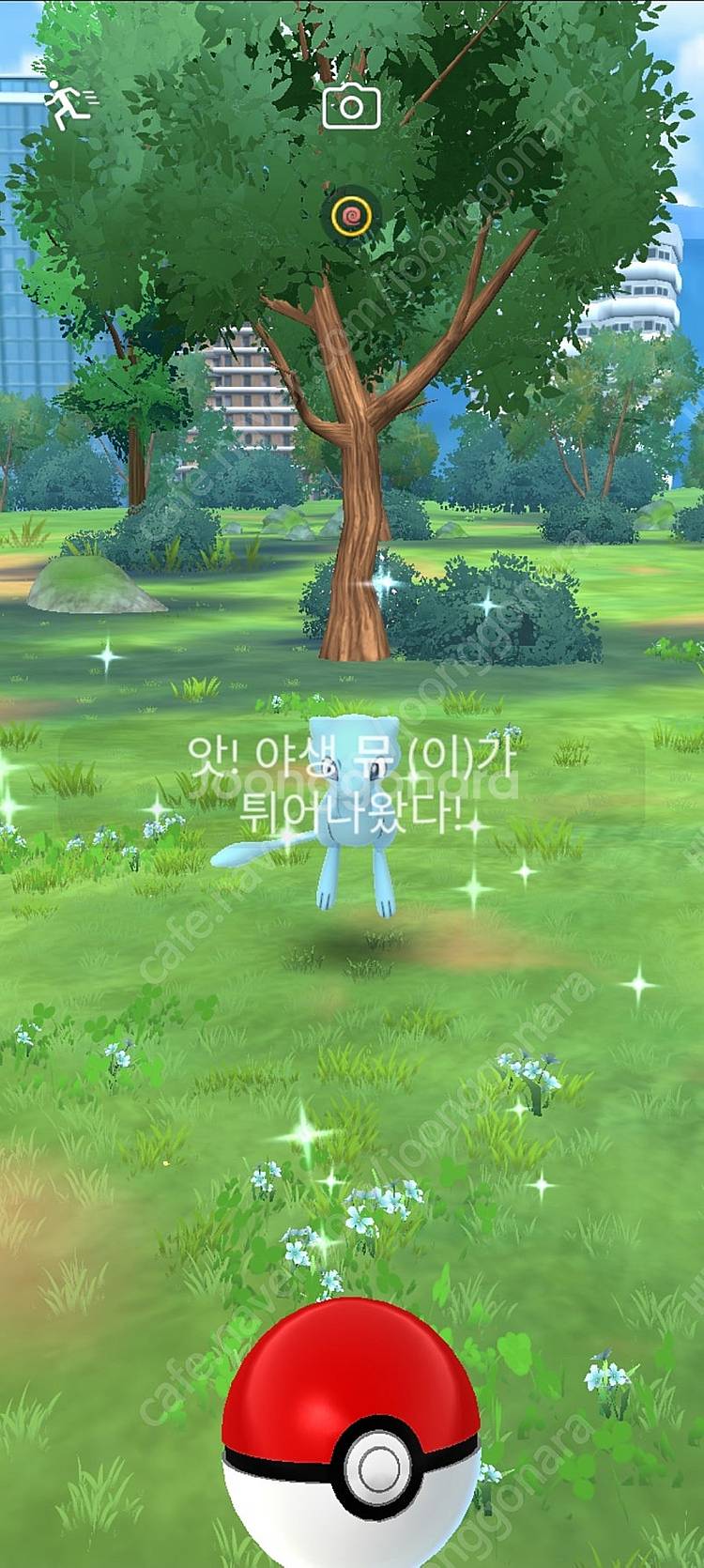 배포 포켓몬, 포고산 이로치 뮤, 지라치, 쉐이미 팔아...--0