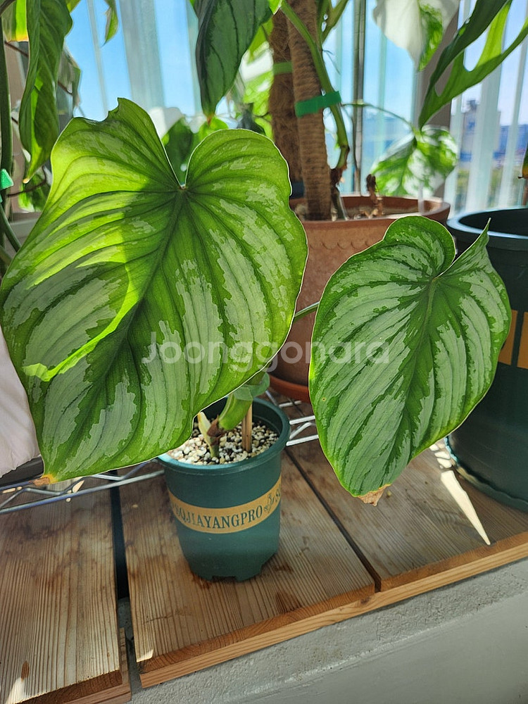 (식물정리) 필로덴드론 실버클라우드--0