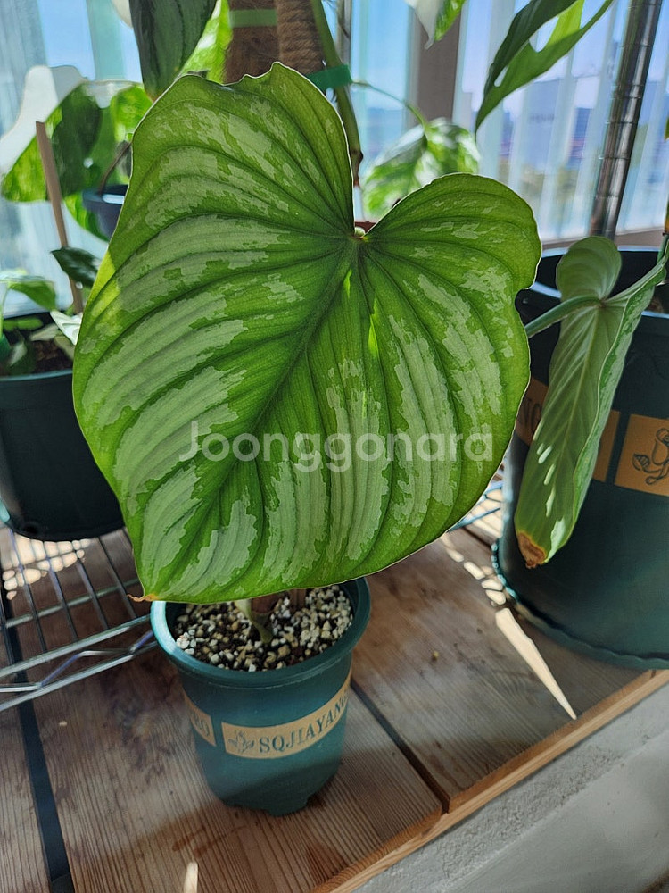 (식물정리) 필로덴드론 실버클라우드--1