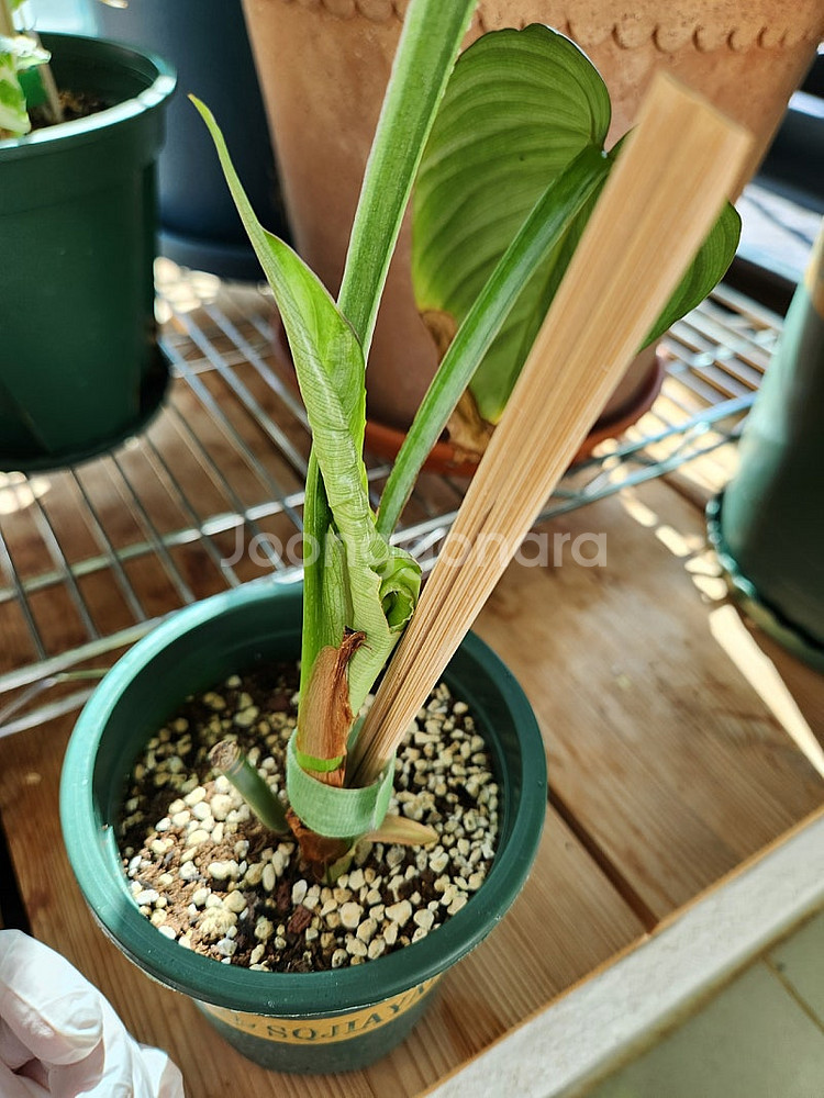 (식물정리) 필로덴드론 실버클라우드--3