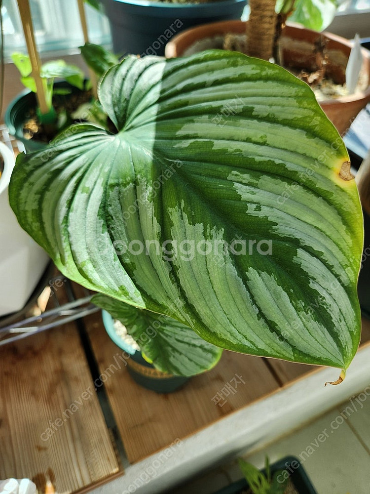 (식물정리) 필로덴드론 실버클라우드--4