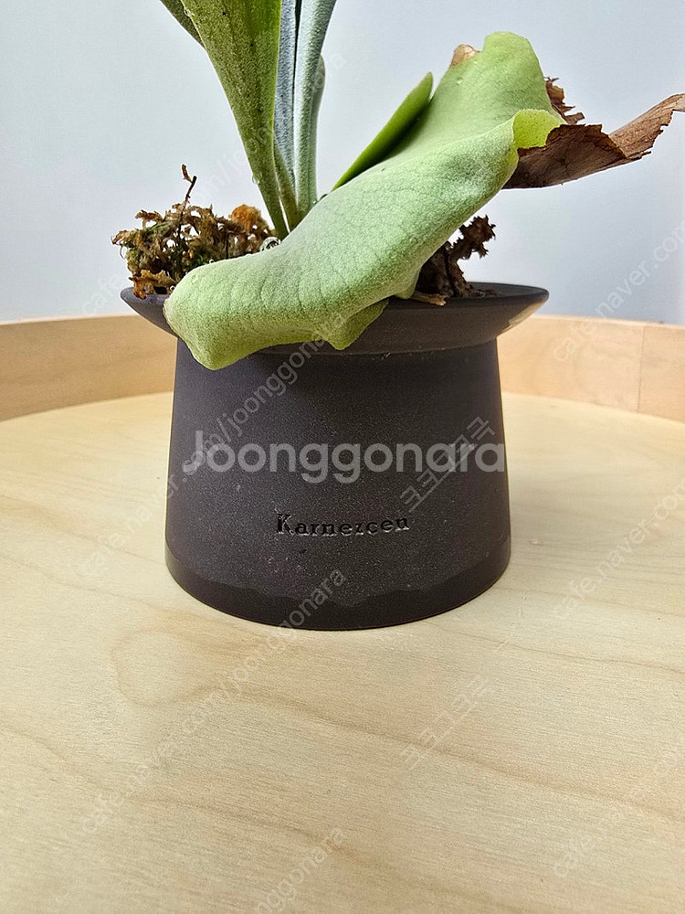 박쥐란 + 카네즈센토분--9