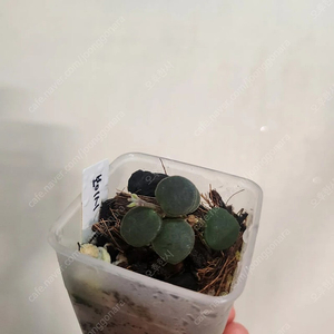 호야 보이시
