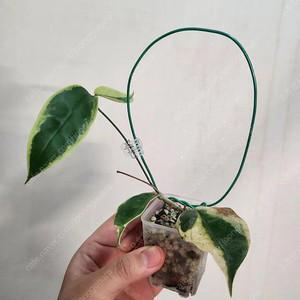 호야 케네지아나 알보