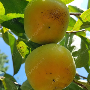 배단감 태추단감 수분이 많고 달고 아삭아삭 부드러워요 10kg