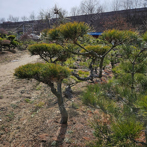 전원주택/옥상조경에 잘어울리는 조경용 소나무 판매