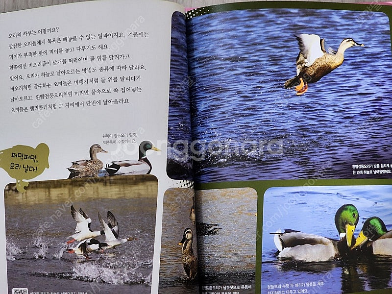 웅진북클럽 수풀떠들썩 자연탐험 50권 최신개정판/ QR...--2
