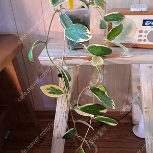 호야 아큐타바리 바리에가타