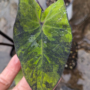 콜로카시아 모히또