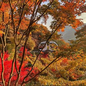 화담숲 10월26일 토 2시15분 2인(모노레일x)