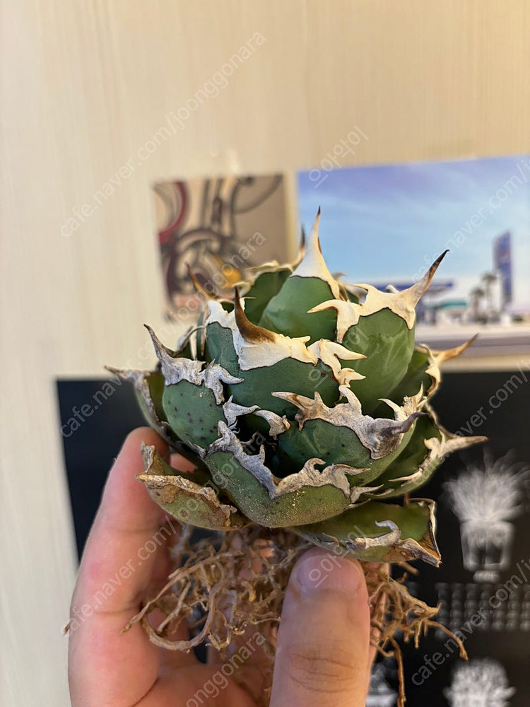 Agave titanota 자구 caudex 아가베 괴근--1