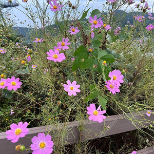 올뉴지니 t바 티바 안전바 구함