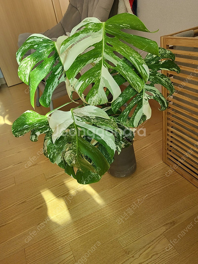 몬스테라알보 대품 식물--0