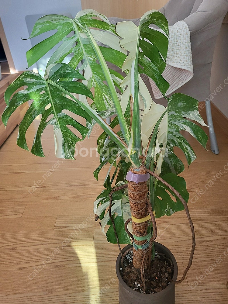 몬스테라알보 대품 식물--1