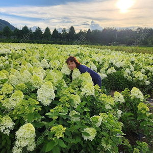 수국, 라임라이트(유럽 목수국) 전국 최저가 판매(농가직영) 판매합니다.