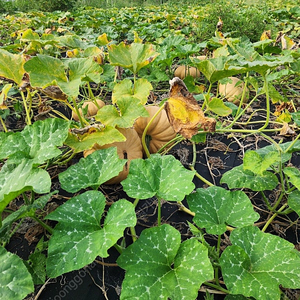 호박 팝니다 개당 7,000원 택배불가, 직접판매