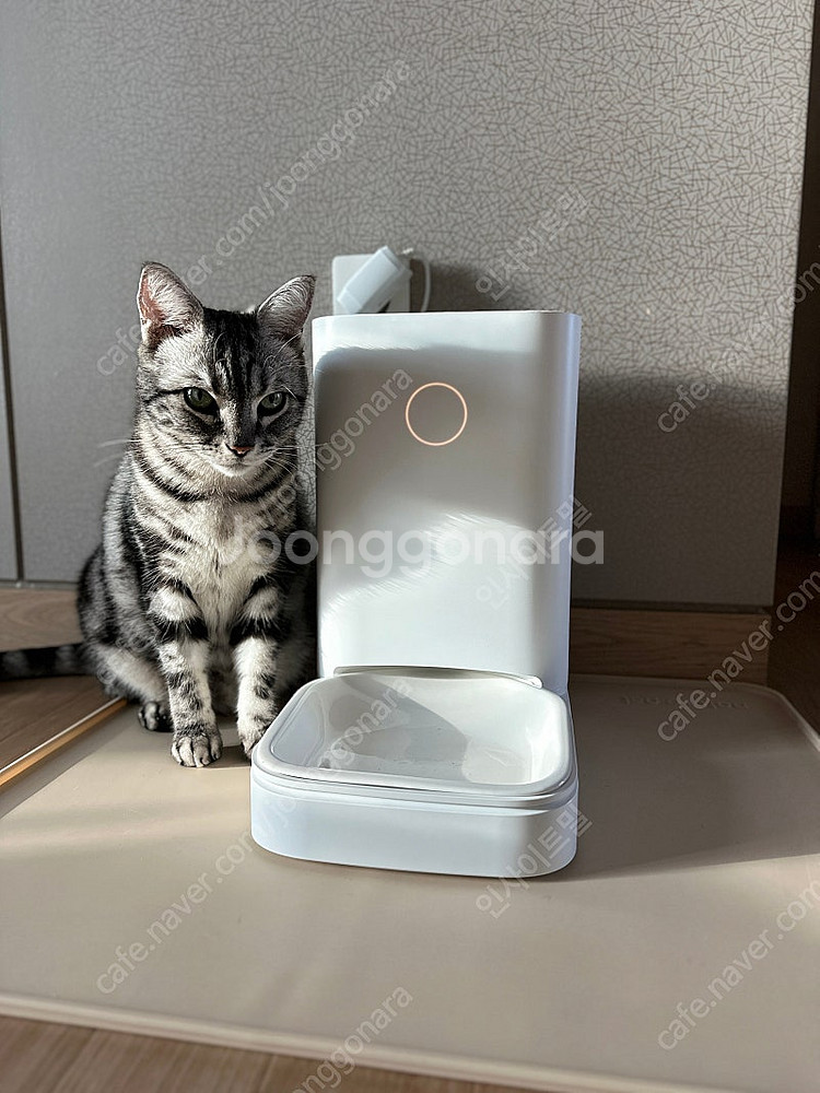 [페스룸] 웰 핏 트윈 테이블 베이지&보울 강아지 고양...--4