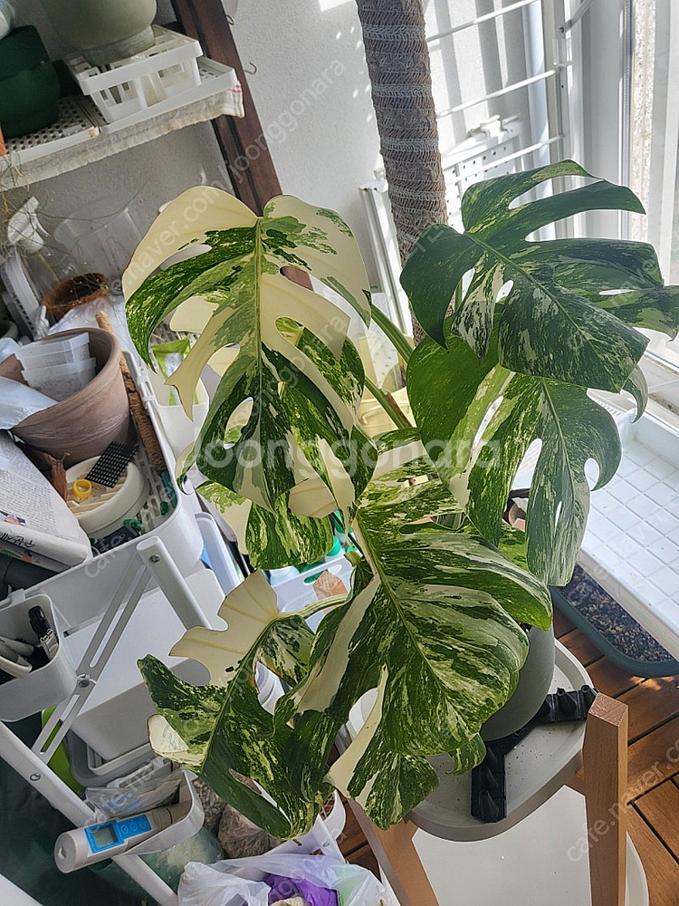 몬스테라 알보 대품 식물--0