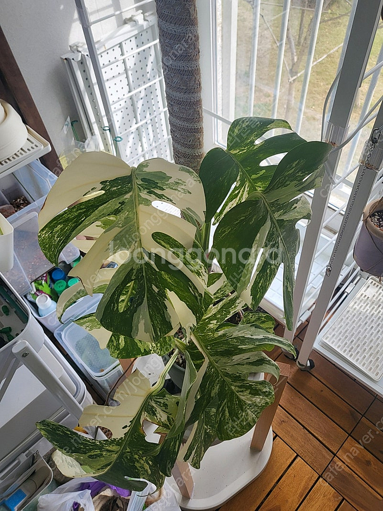 몬스테라 알보 대품 식물--2