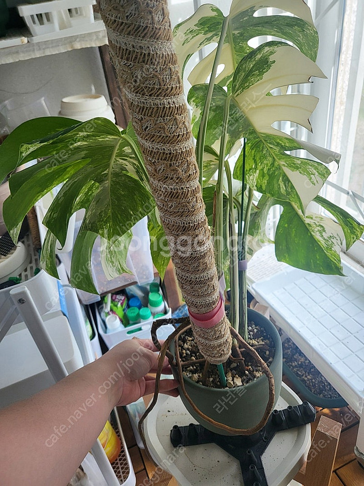 몬스테라 알보 대품 식물--3