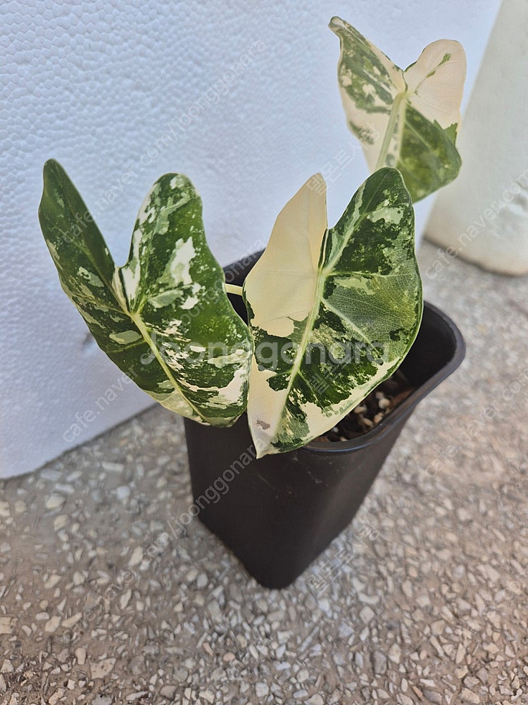 알로카시아 무늬 프라이덱(택포)--0