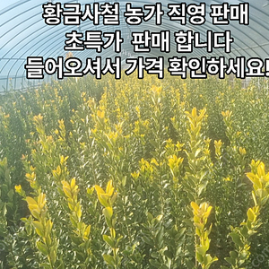 황금사철 농장 도매가 판매합니다