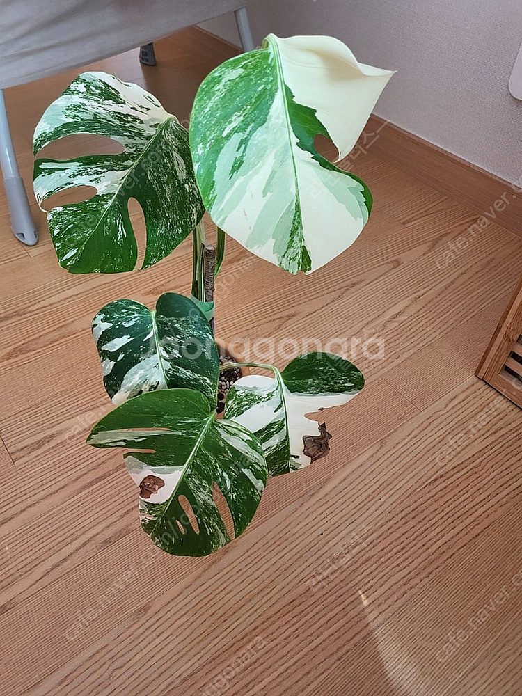 몬스테라 알보 마티아스토분포함--0