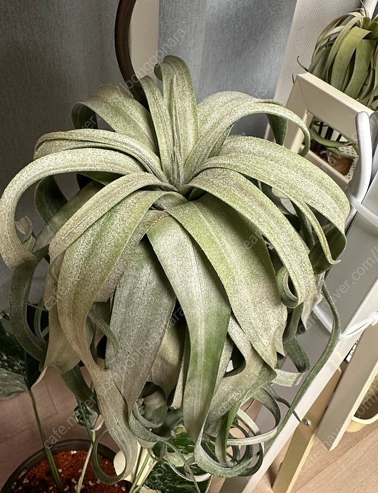 틸란드시아 여럿 분양--1