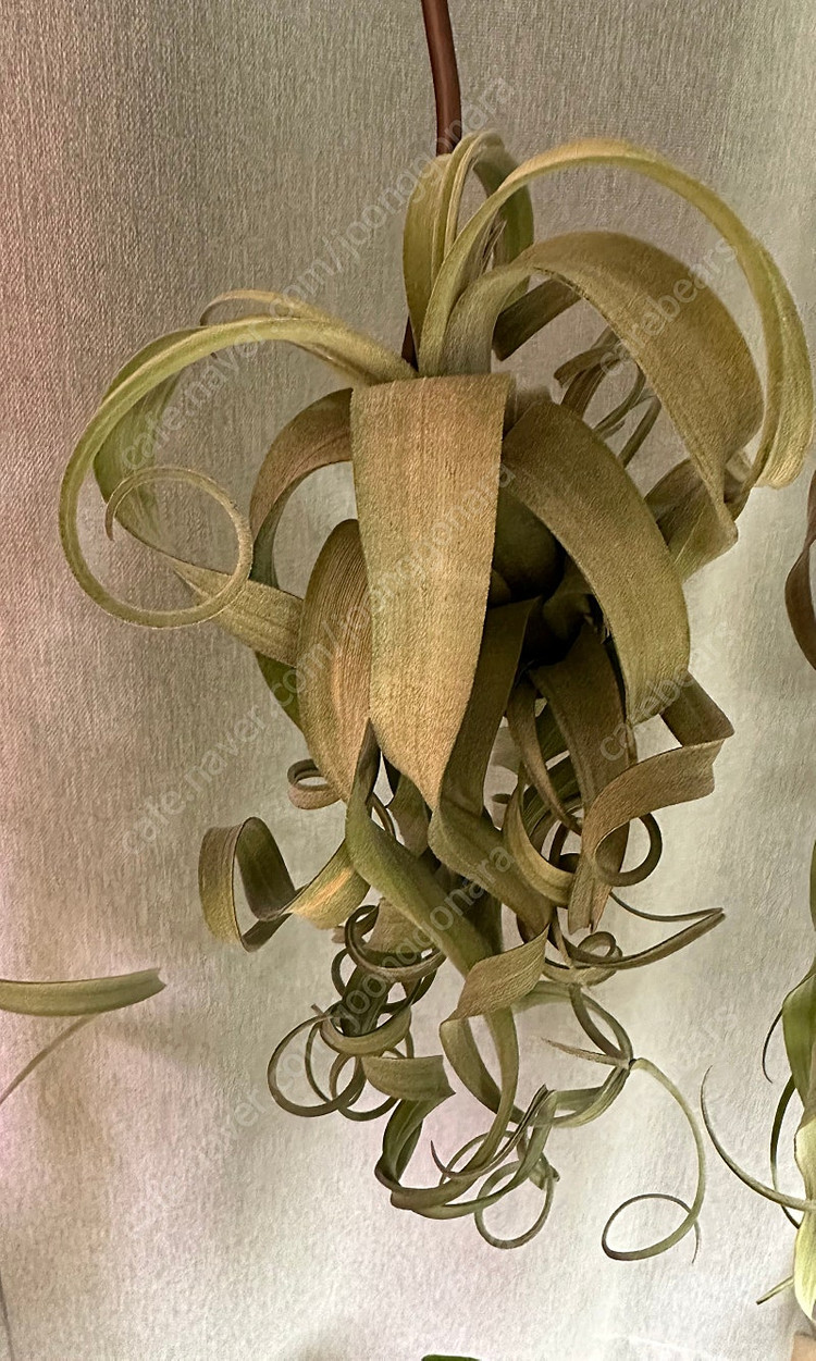 틸란드시아 여럿 분양--2