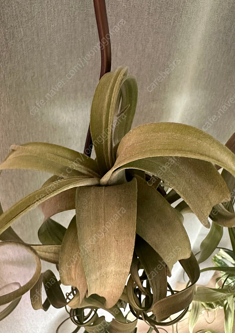 틸란드시아 여럿 분양--3