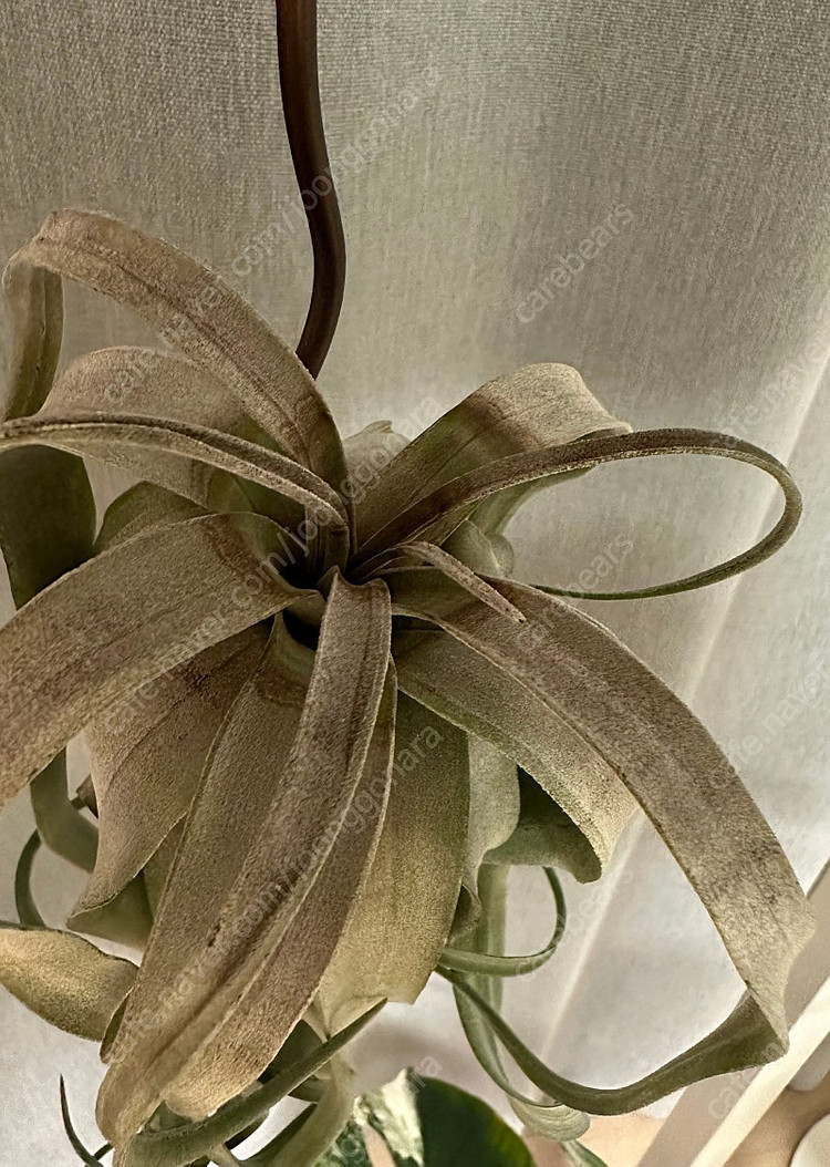 틸란드시아 여럿 분양--4