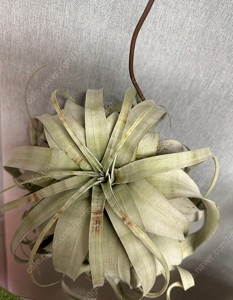 틸란드시아 여럿 분양--5